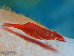 Small commensal shrimp on sea star - Komodo, Indonesia (C... by Marco Waagmeester 